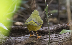 Myiothlypis flaveola