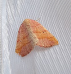Drepanulatrix carnearia