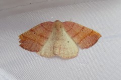 Drepanulatrix carnearia