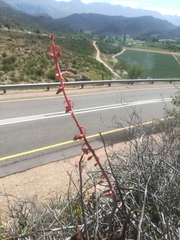 Gasteria brachyphylla