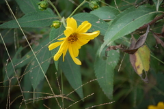 Steiractinia sodiroi