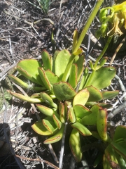 Cotyledon cuneata
