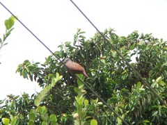 Columbina talpacoti