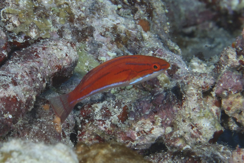 Redtail flasher (Paracheilinus rubricaudalis) — Labridae — 5