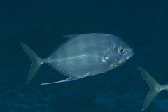 Bluefin Kingfish photo 2