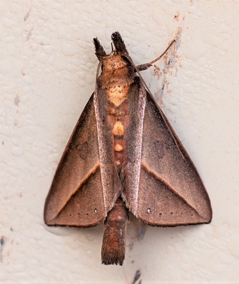 Strophocerus sericea