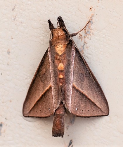 Strophocerus sericea