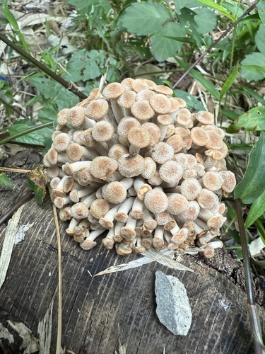 Desarmillaria tabescens