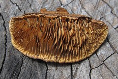 Gloeophyllum sepiarium image