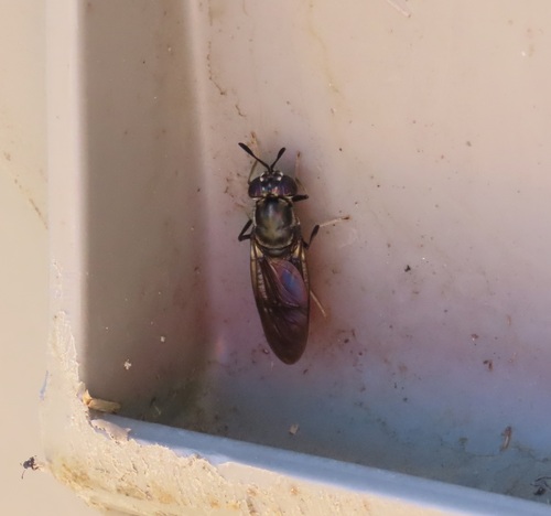 Unknown species found near Corvallis, OR, USA