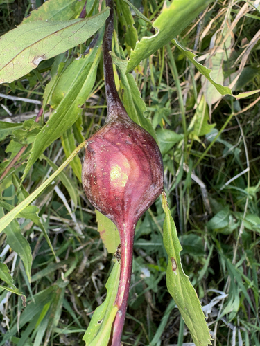 Unknown species found near Wheeler Rd, Madison, WI, US