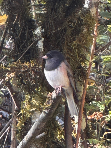 Dark-eyed Junco