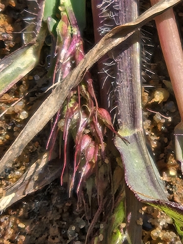 Walter's barnyard grass (Echinochloa walteri)