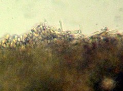 Floccularia albolanaripes image