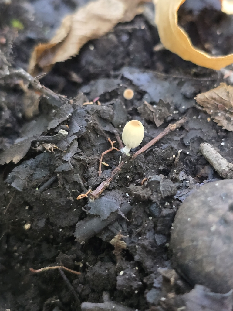 Coprinellus sp. 'MI03'