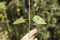 Fleischmannia pycnocephala