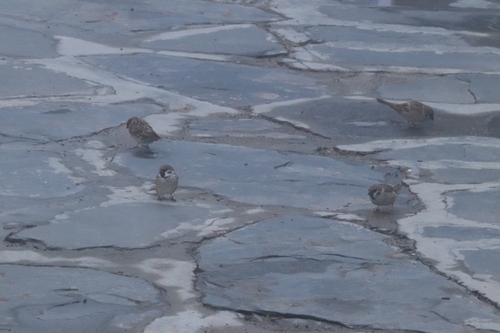 Eurasian Tree Sparrow