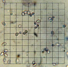 Floccularia albolanaripes image