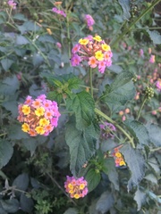 Lantana camara