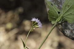 Fleischmannia pycnocephala