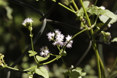 Fleischmannia pycnocephala