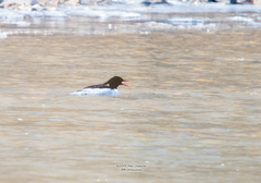 Mergus squamatus