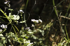 Fleischmannia pycnocephala