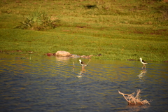 Himantopus himantopus