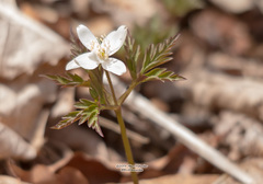 Anemonoides amurensis
