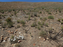 Helichrysum lancifolium