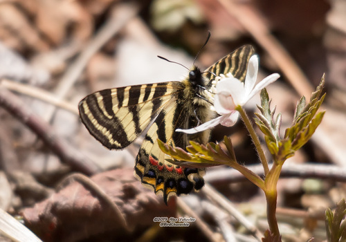 Princess Gifu Butterfly