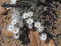 Helichrysum lancifolium