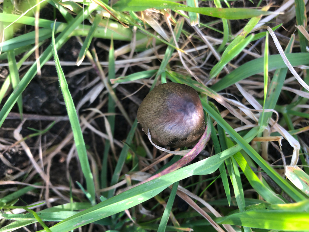 Panaeolus papilionaceus · September 2025 · photo: © boytouchgrass (iNaturalist, cc-by)