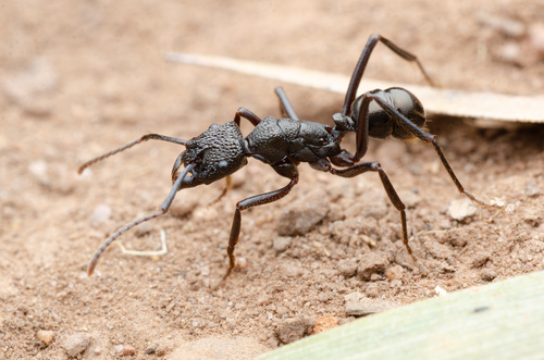 凸结皱猛蚁Rhytidoponera nodifera