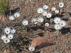 Helichrysum lancifolium