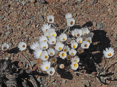 Helichrysum lancifolium