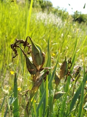 Iris halophila