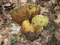 Butyriboletus primiregius
