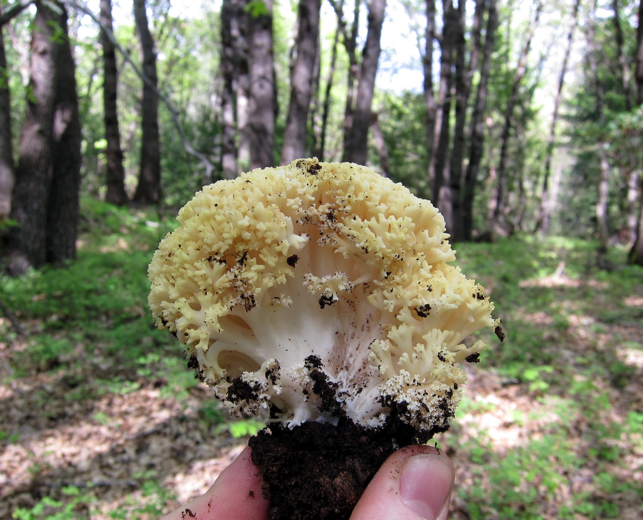 Ramaria rasilispora image