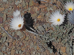 Helichrysum lancifolium