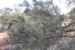 Casuarina pauper