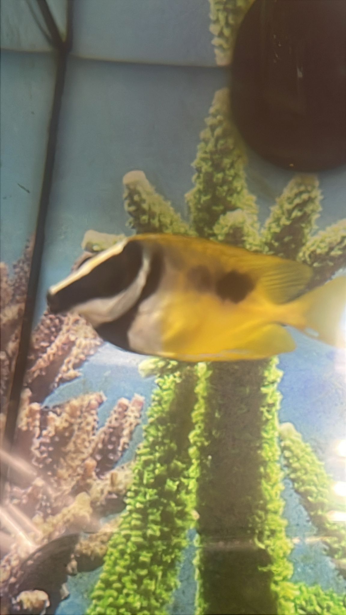 狐面臭肚魚(狐狸魚) Siganus vulpinus