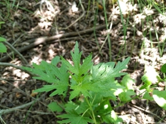 Leonurus glaucescens