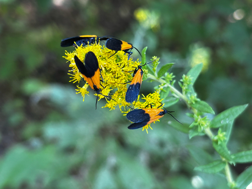 Black-and-yellow Lichen Moth photo 4
