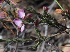 Polygala microlopha microlopha