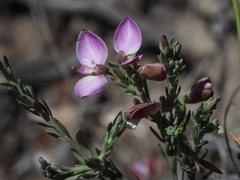 Polygala microlopha microlopha