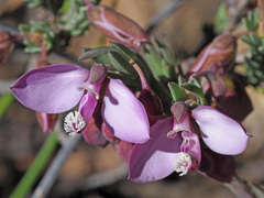 Polygala microlopha microlopha
