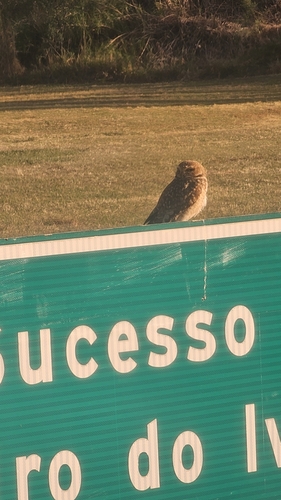Burrowing Owl