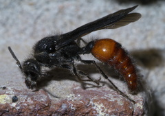 Timulla vagans