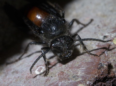 Timulla vagans